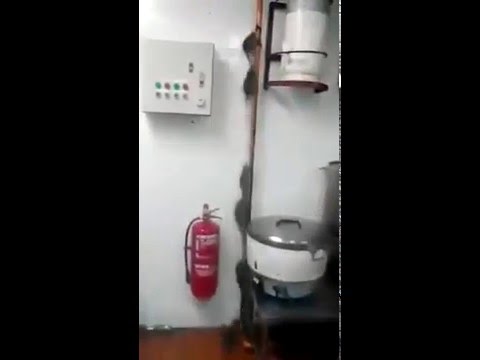 Кошмар на кухне ресторана