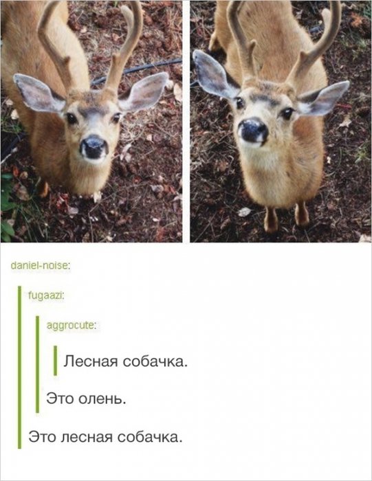 Забавные картинки