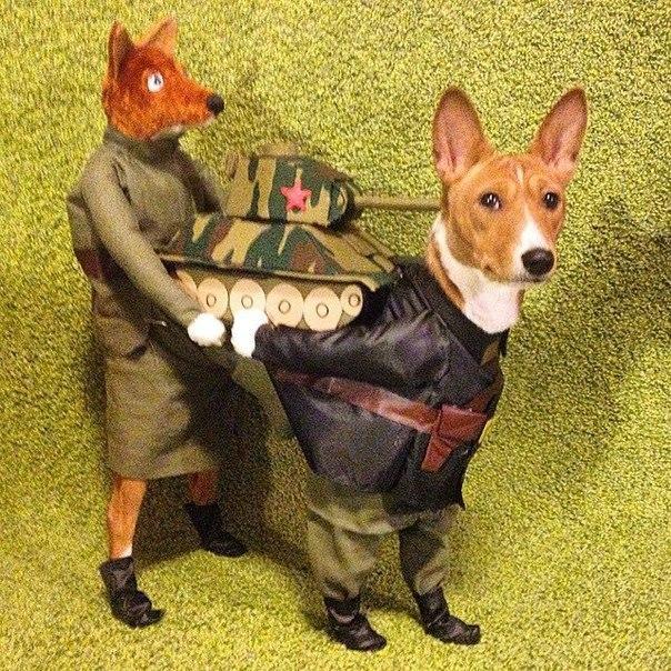 Забавные картинки