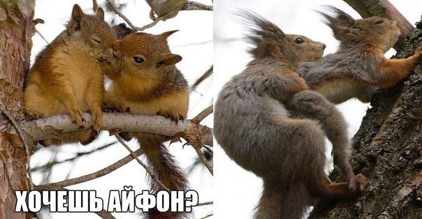 Забавные картинки