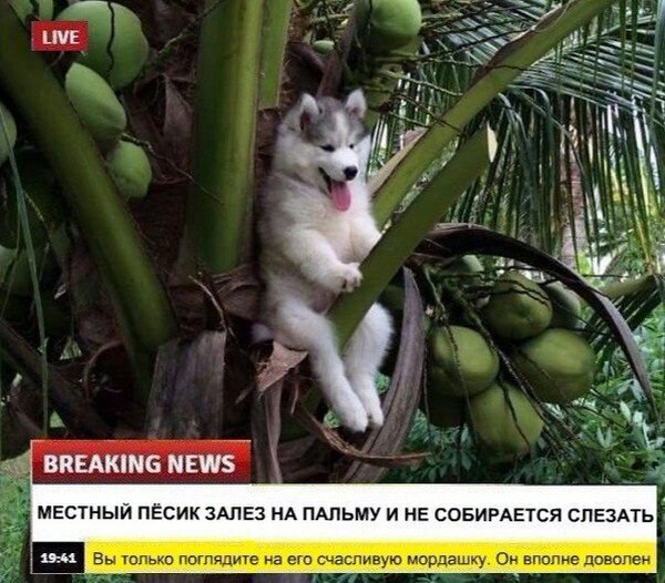 Забавные картинки