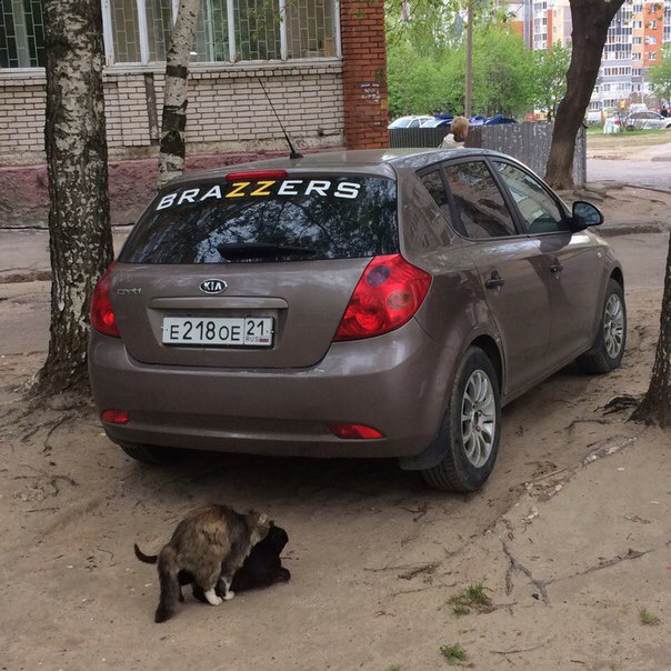 Забавные картинки