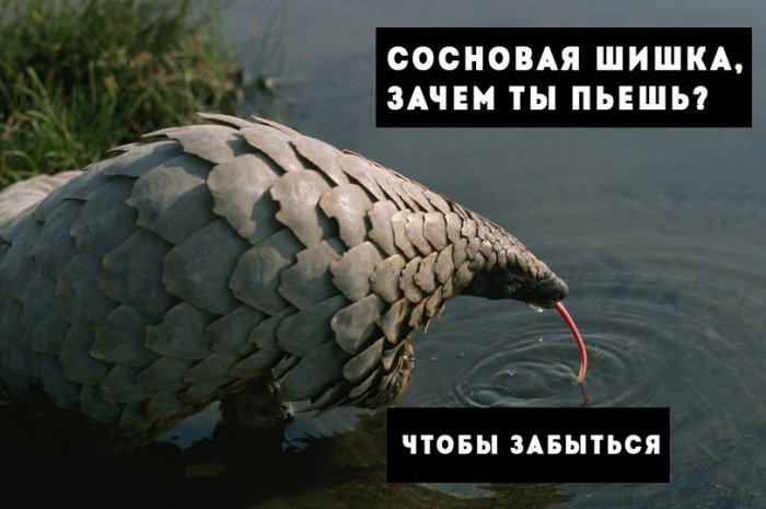 Забавные картинки