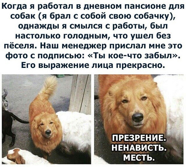 Забавные картинки