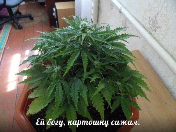 Прикольные картинки (94 фото)