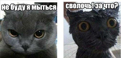 Прикольные картинки (94 фото)