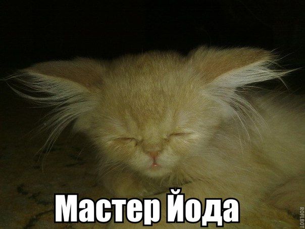 Прикольные картинки (94 фото)