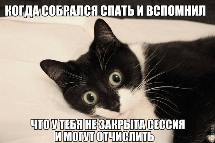 Порция картинок