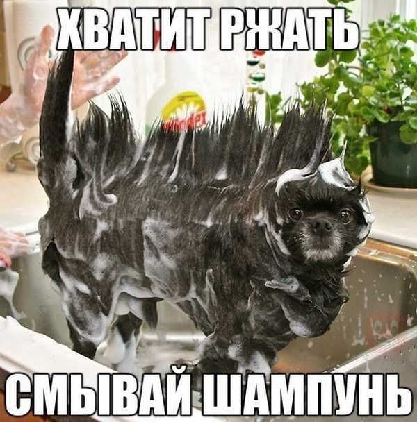 Прикольные картинки