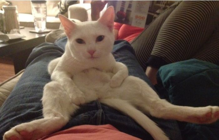 Когда коту делать нечего