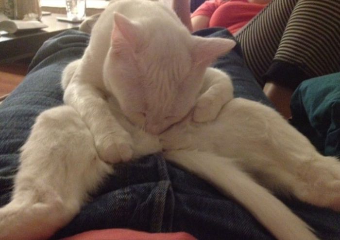 Когда коту делать нечего