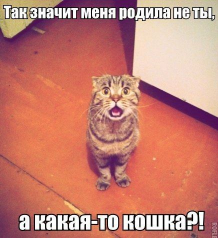 Прикольные картинки (103 фото)