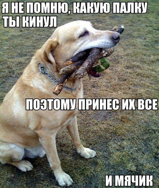 Прикольные картинки (103 фото)
