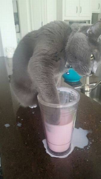 Прикольные картинки