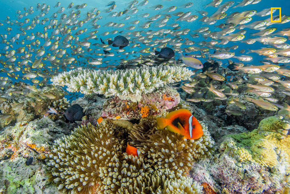 Великолепные ландшафты и дикая природа на снимках National Geographic Великолепные ландшафты и дикая природа на снимках National Geographic