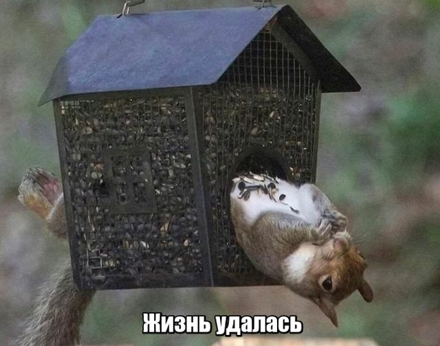 Прикольные картинки