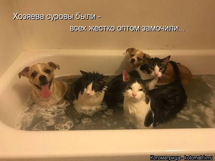 Лучшие котоматрицы недели