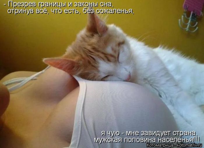 Лучшие котоматрицы недели