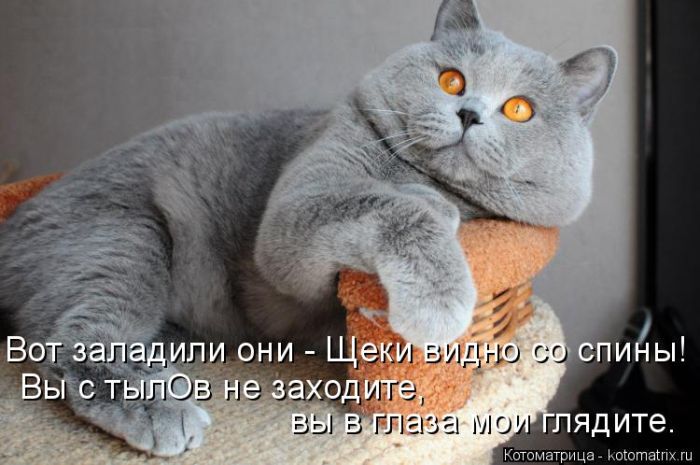 Лучшие котоматрицы недели