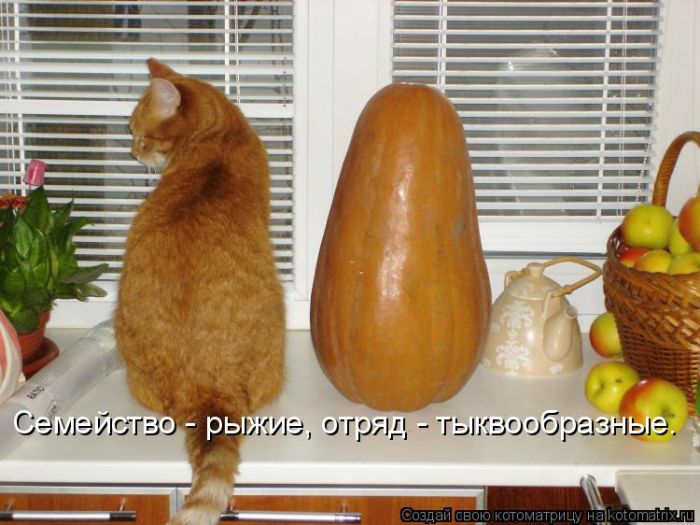 Лучшие котоматрицы недели