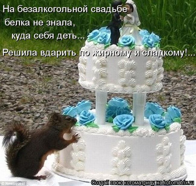 Лучшие котоматрицы недели