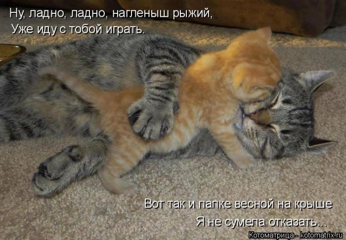 Лучшие котоматрицы недели