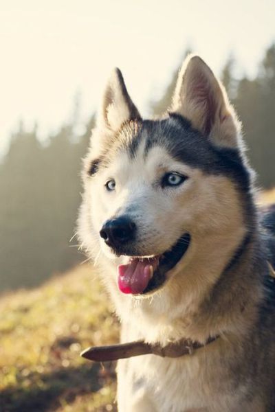 Удивительные хаски