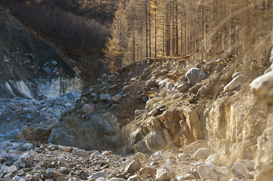 Золотая осень на Байкале Золотая осень на Байкале