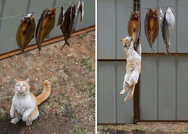 Котики, которые пытаются что-то украсть (21 фото)