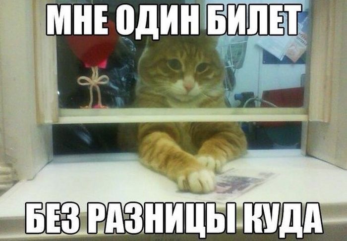 Порция картинок
