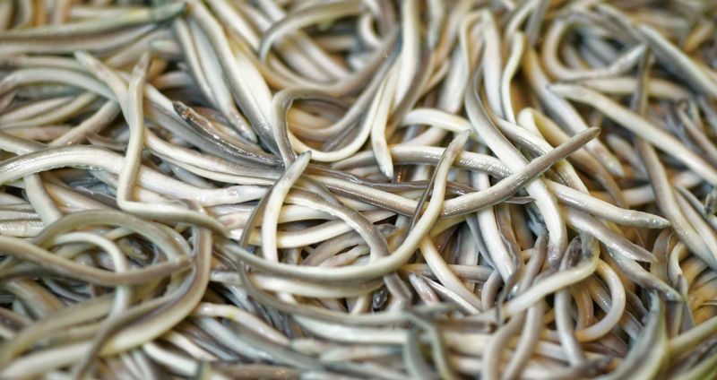 Мальки речного угря, которые превратились из корма для животных в деликатес Мальки речного угря, которые превратились из корма для животных в деликатес