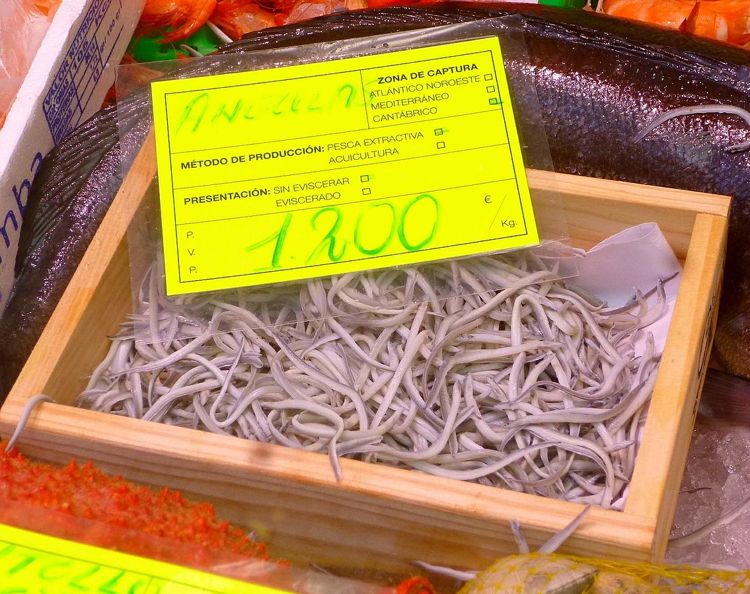 Мальки речного угря, которые превратились из корма для животных в деликатес Мальки речного угря, которые превратились из корма для животных в деликатес