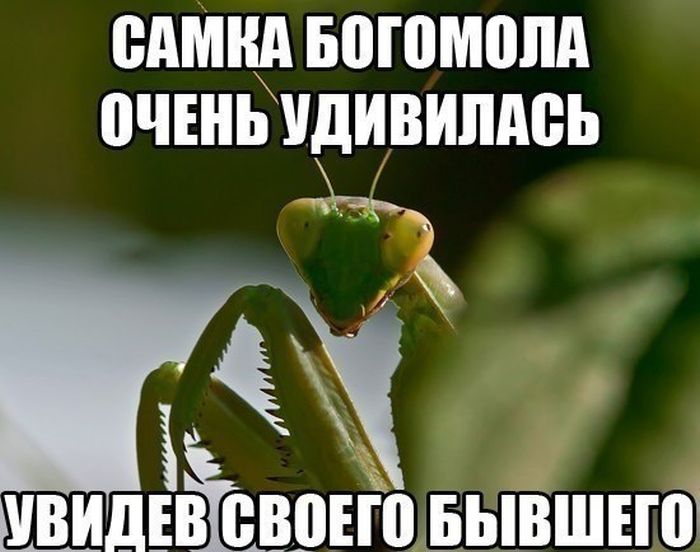 Прикольные картинки (77 фото)