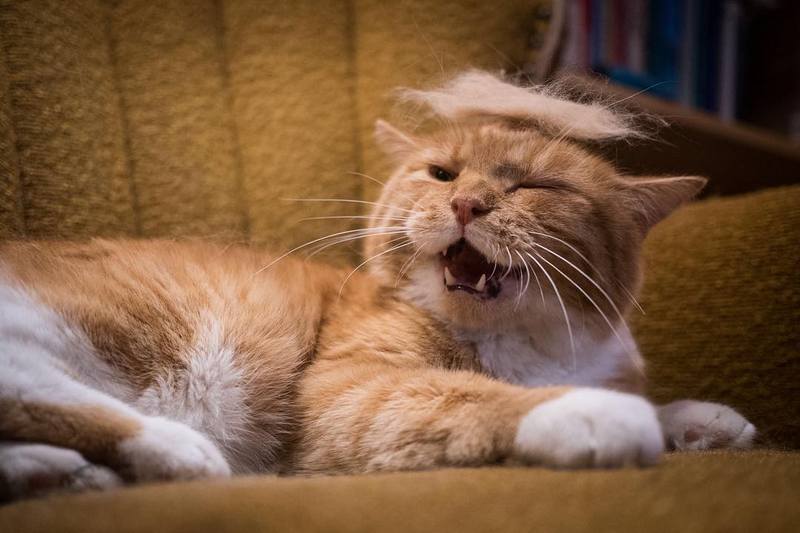 Tramp you Cat: Преврати кота в Трампа! Tramp you Cat: Преврати кота в Трампа!