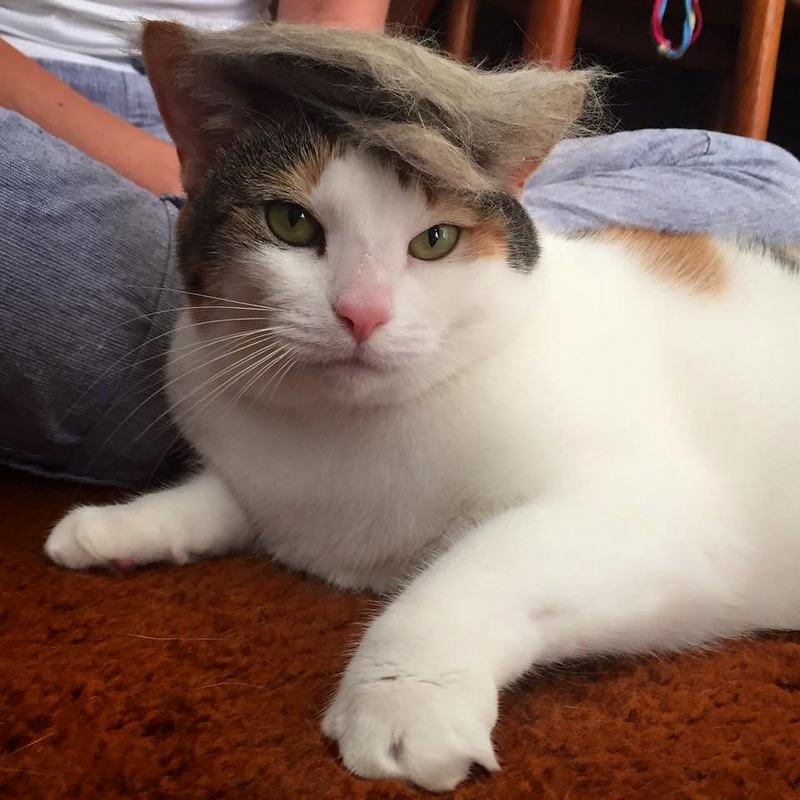 Tramp you Cat: Преврати кота в Трампа! Tramp you Cat: Преврати кота в Трампа!