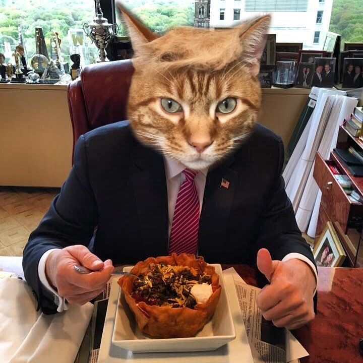 Tramp you Cat: Преврати кота в Трампа! Tramp you Cat: Преврати кота в Трампа!