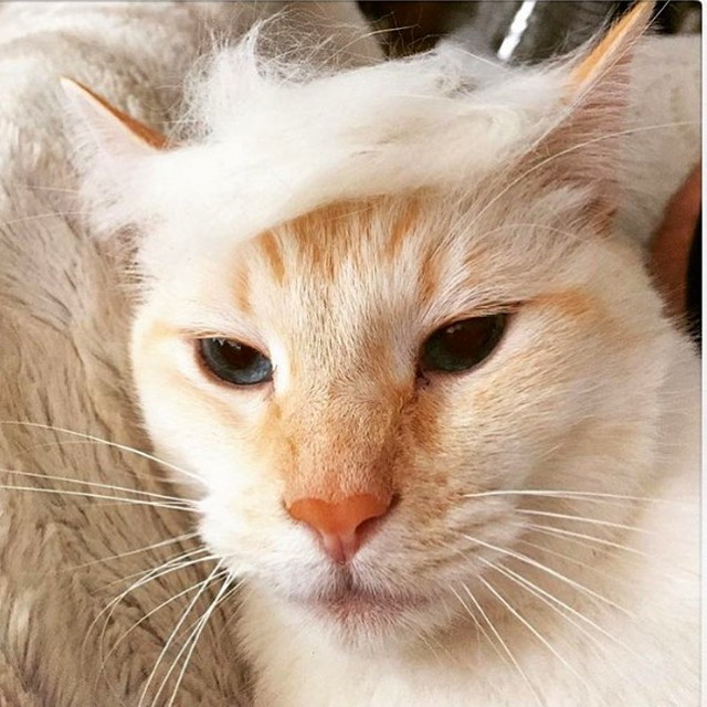 Tramp you Cat: Преврати кота в Трампа! Tramp you Cat: Преврати кота в Трампа!