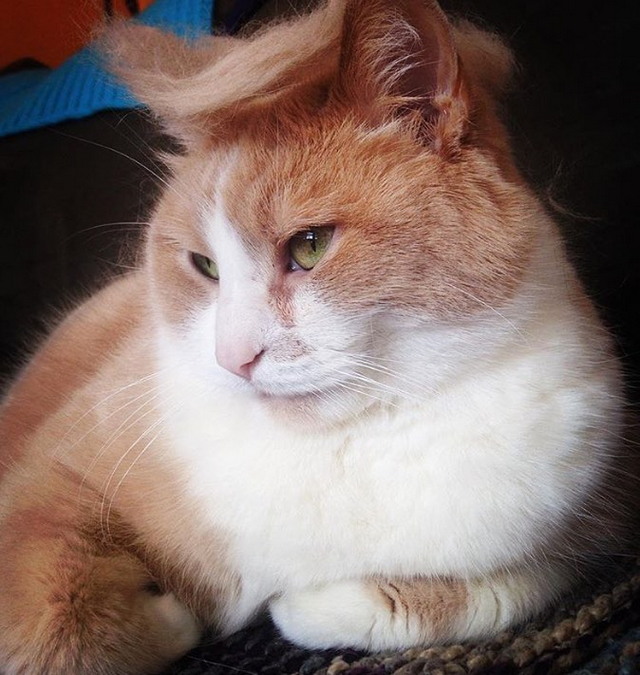 Tramp you Cat: Преврати кота в Трампа! Tramp you Cat: Преврати кота в Трампа!