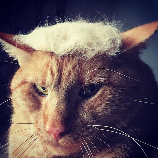 Tramp you Cat: Преврати кота в Трампа! Tramp you Cat: Преврати кота в Трампа!