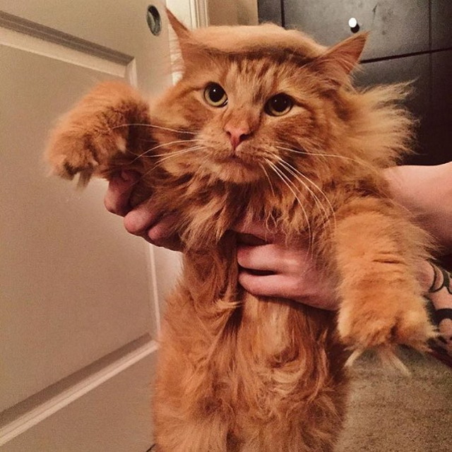 Tramp you Cat: Преврати кота в Трампа! Tramp you Cat: Преврати кота в Трампа!