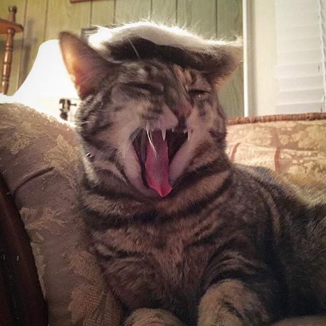 Tramp you Cat: Преврати кота в Трампа! Tramp you Cat: Преврати кота в Трампа!