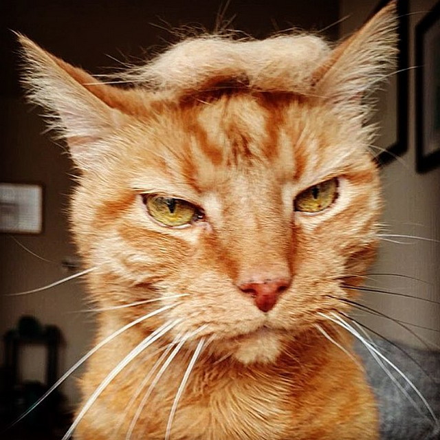 Tramp you Cat: Преврати кота в Трампа! Tramp you Cat: Преврати кота в Трампа!