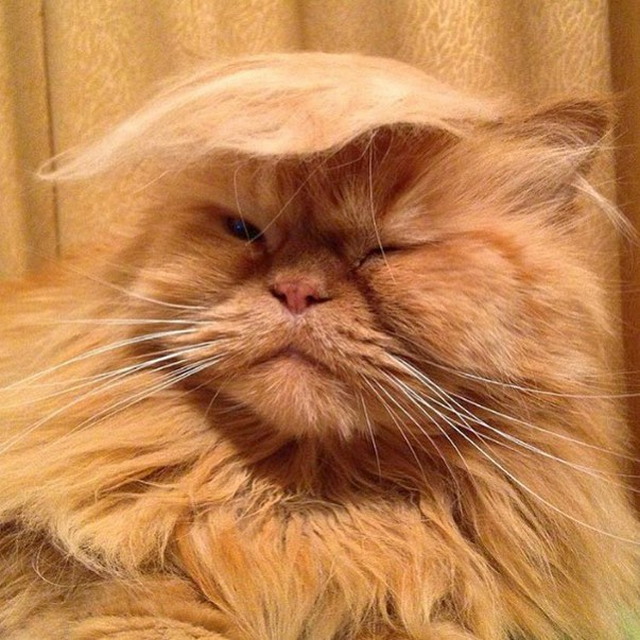 Tramp you Cat: Преврати кота в Трампа! Tramp you Cat: Преврати кота в Трампа!