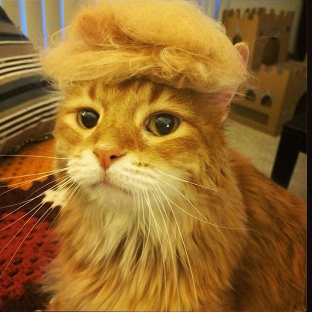 Tramp you Cat: Преврати кота в Трампа! Tramp you Cat: Преврати кота в Трампа!