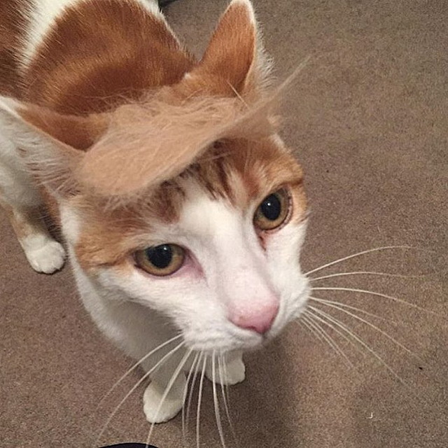 Tramp you Cat: Преврати кота в Трампа! Tramp you Cat: Преврати кота в Трампа!