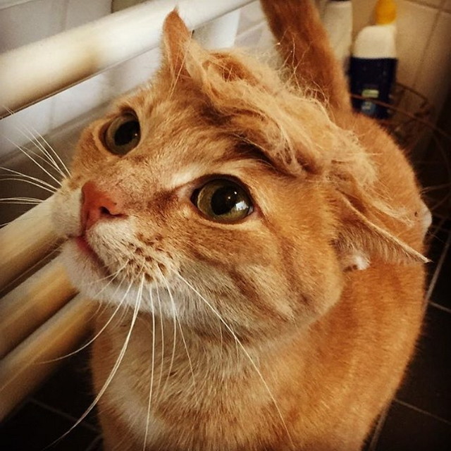 Tramp you Cat: Преврати кота в Трампа! Tramp you Cat: Преврати кота в Трампа!