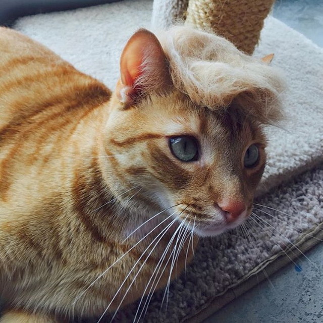 Tramp you Cat: Преврати кота в Трампа! Tramp you Cat: Преврати кота в Трампа!