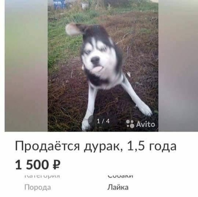 Если хотите завести хаски, будьте готовы и к такому