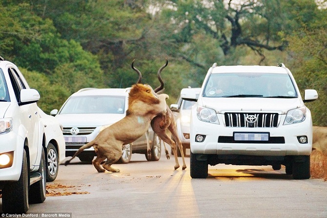 25 поистине удивительных кадров 2015 года 25 поистине удивительных кадров 2015 года
