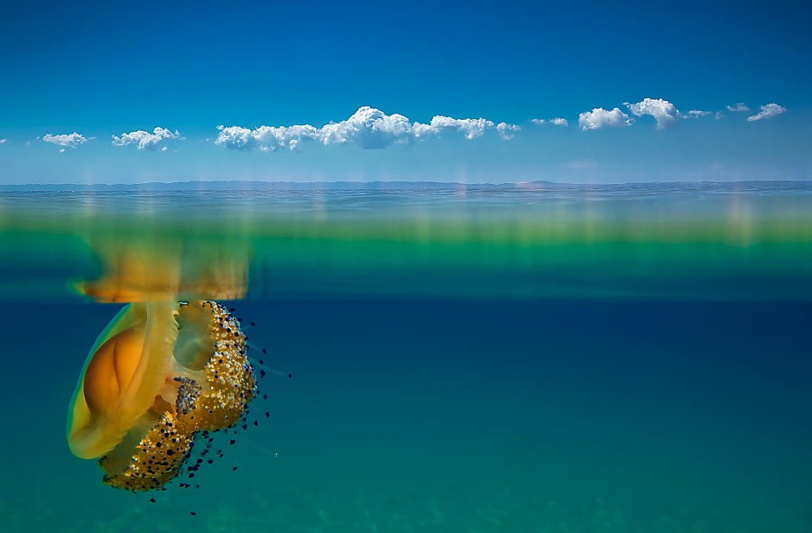 Почти космические фотографий медуз